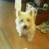 love4westie